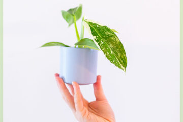 Philodendron Jose Buono 구매