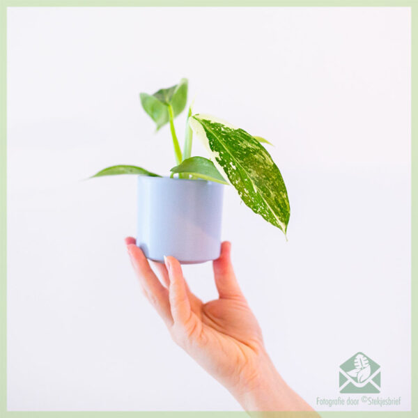 Philodendron Jose Buono kopen