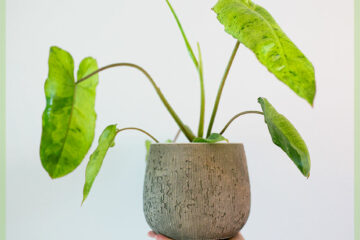 Philodendron Paraiso Verde 구매