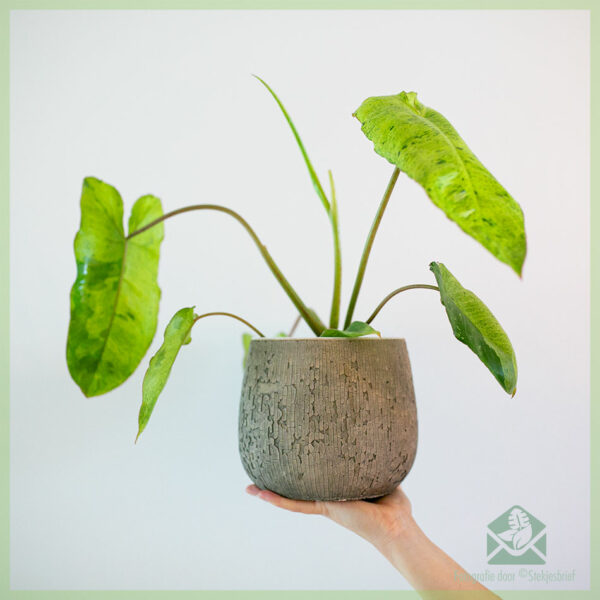 Buy Philodendron Paraiso Verde