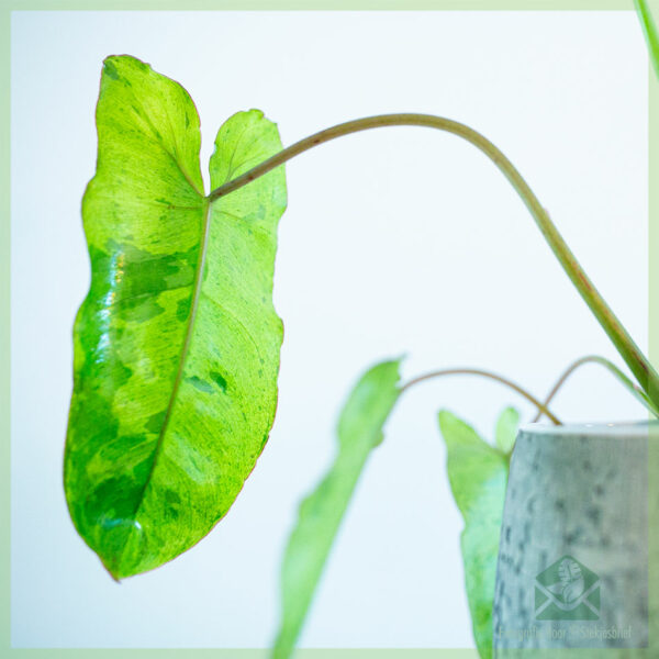 Buy Philodendron Paraiso Verde