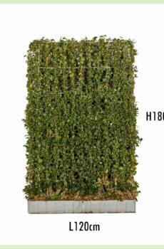 Kupte si hotový zimovzdorný živý plot hedera hibernica